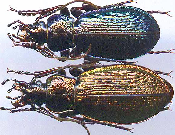 http://www.gorodinski.ru/carabus/Morphocarabus milleus.jpg